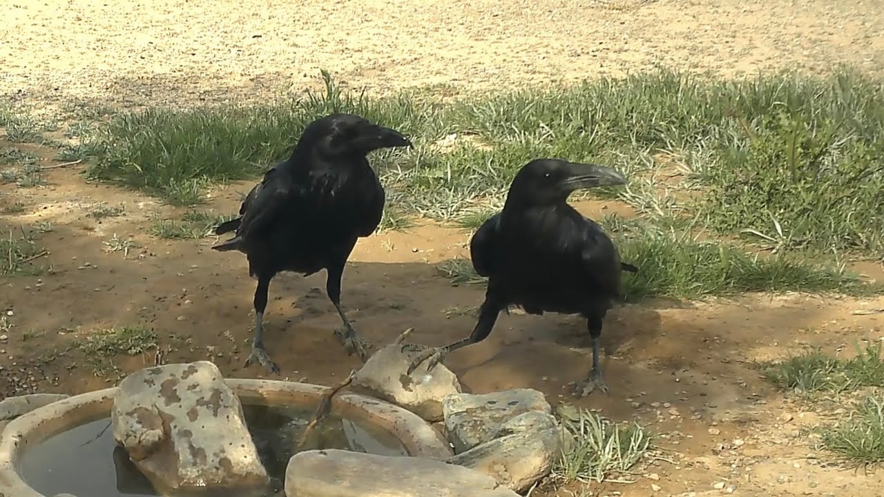 A couple of Ravens coming to enjoy the water hole.