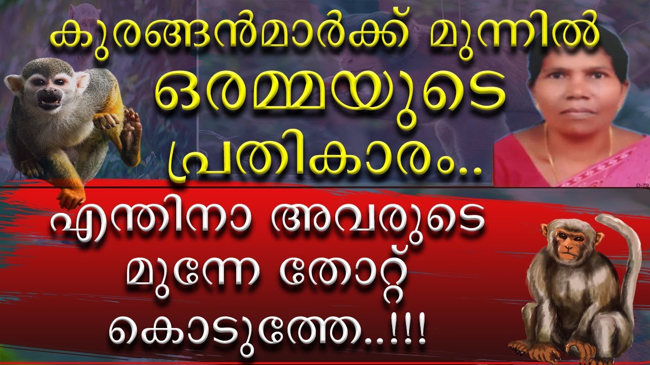 || കുരങ്ങന്മാർക്ക് മുൻപിൽ ഒരമ്മയുടെ പ്രതികാരം ||