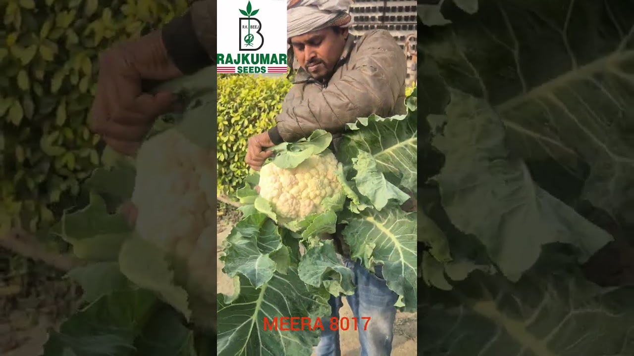 Rajkumar Seeds variety- MEERA 8017 #cauliflower #vegetables 
