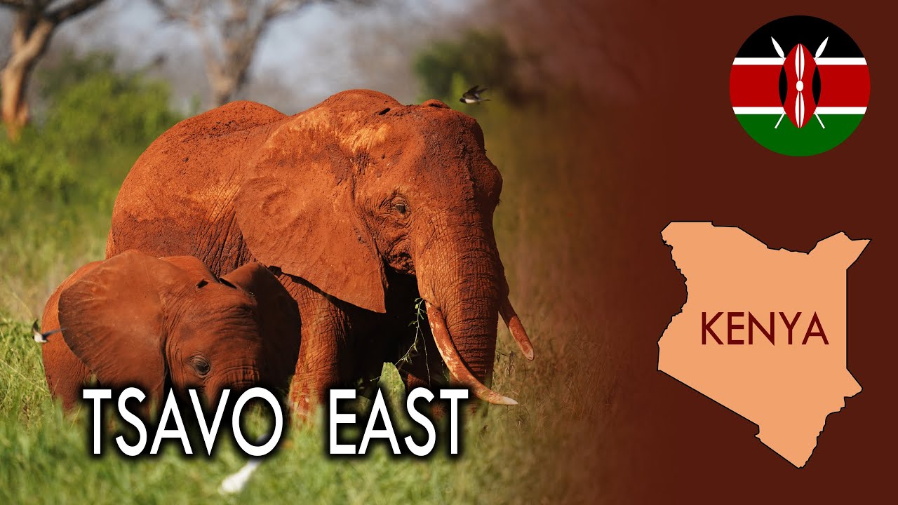 Keňa - Tsavo East