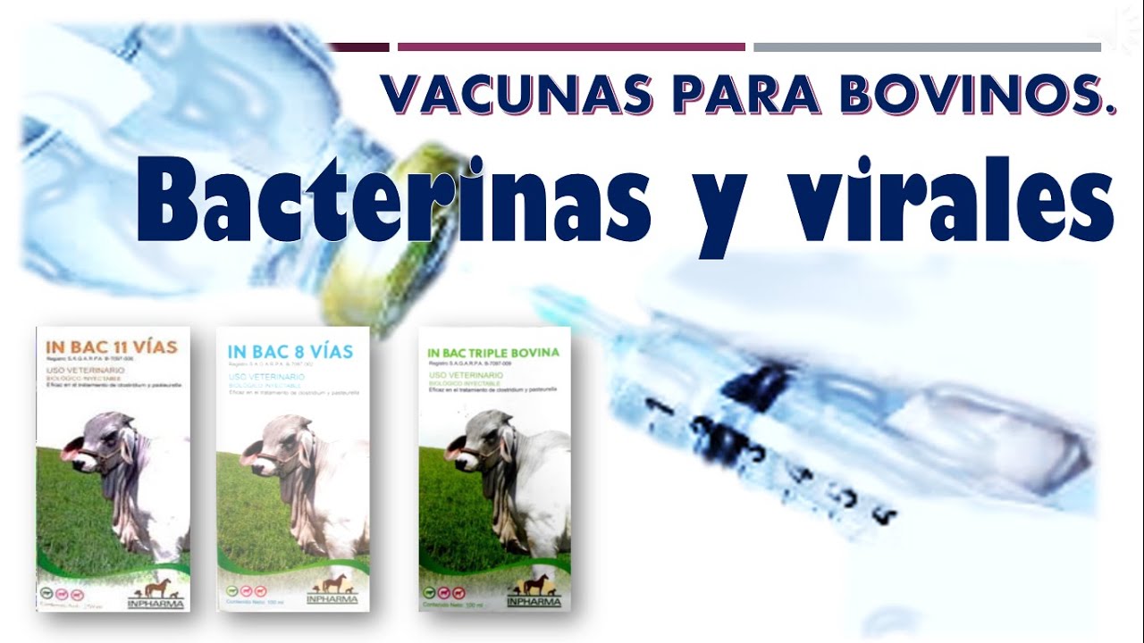 Vacunas para Bovinos. BACTERINAS y virales