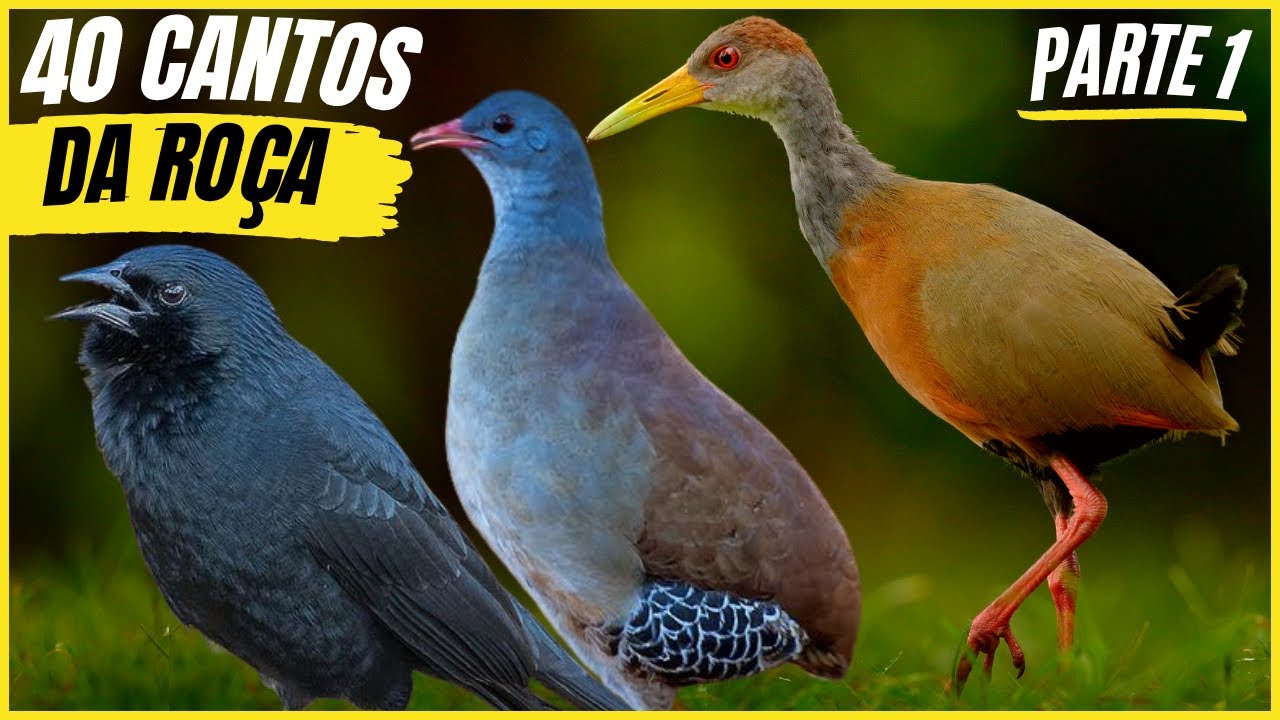 40 Cantos De Aves Que Trazem Recordações e Saudades da Roça - Parte1!