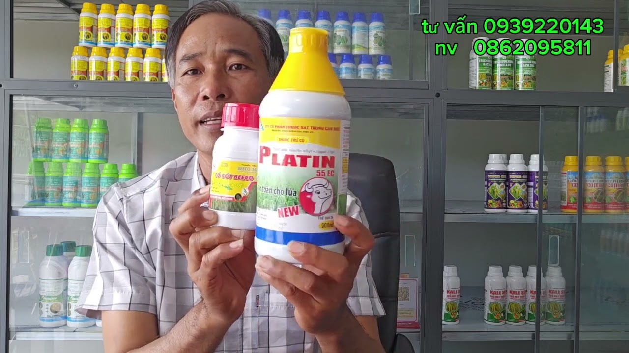 Quản lý cỏ,  triệt để, sạch cỏ trong ruộng lúa. #nguyễnngào