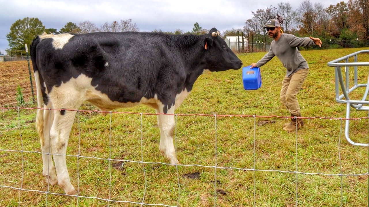 He Came To Trim Our Steer's Hooves, But It Didn't Go As Planned!!