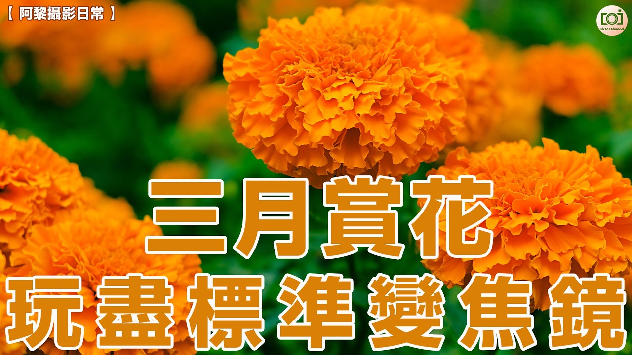 【阿黎攝影日常】 三月賞花  玩盡標準變焦鏡