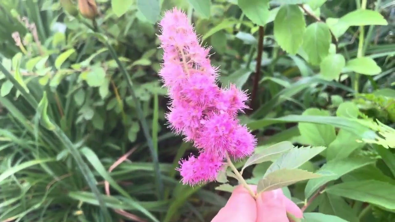 6.07🌸Kr&oacute;tki przegląd 🌸Tawuła Douglasa🌸lub Billarda niestety je mylę🌸🤣🤦&zwj;♀️nie wiem kt&oacute;ra to🌸
