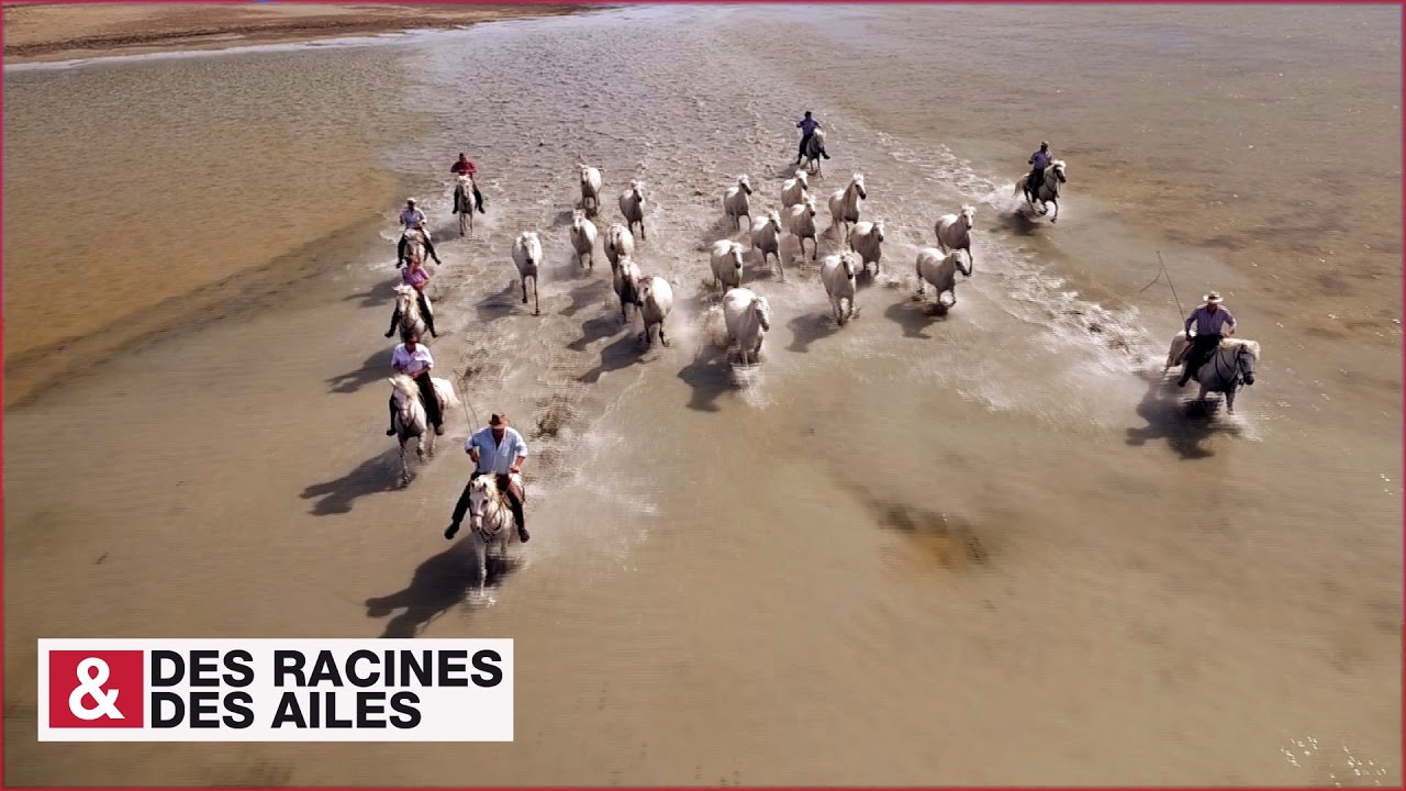 Transhumance des chevaux en Camargue