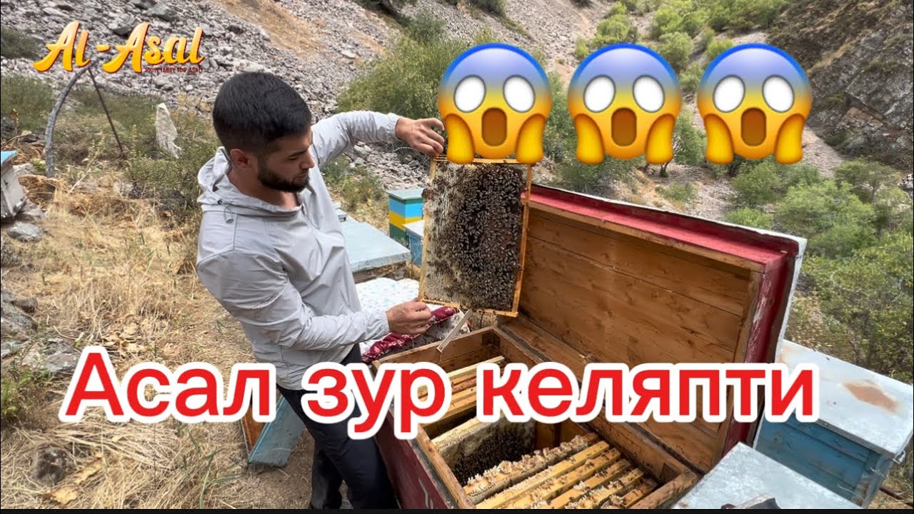 Асал хосили 2025 ( Испайсой )