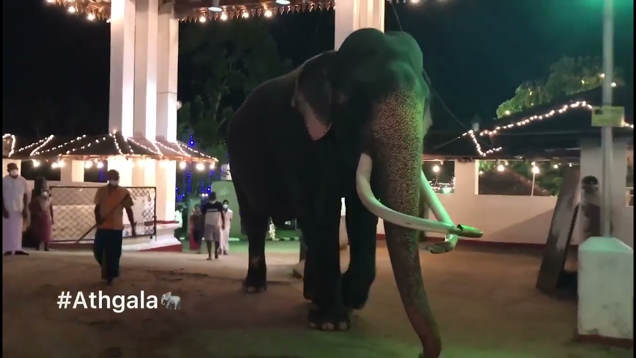 වාසනා සමන් දෙවි හාමුදුරුවන් වැද පුදා ගත් හැටි |Kataragama Wasana