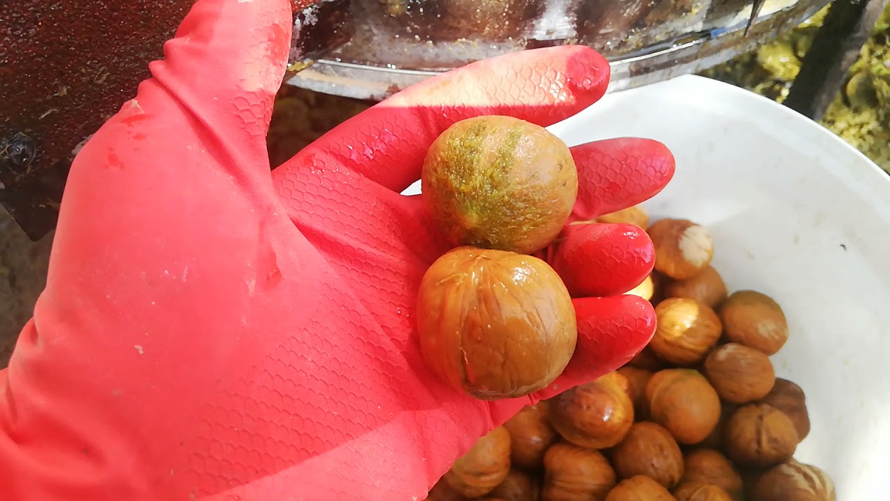 Ceviz Soyma Makinası