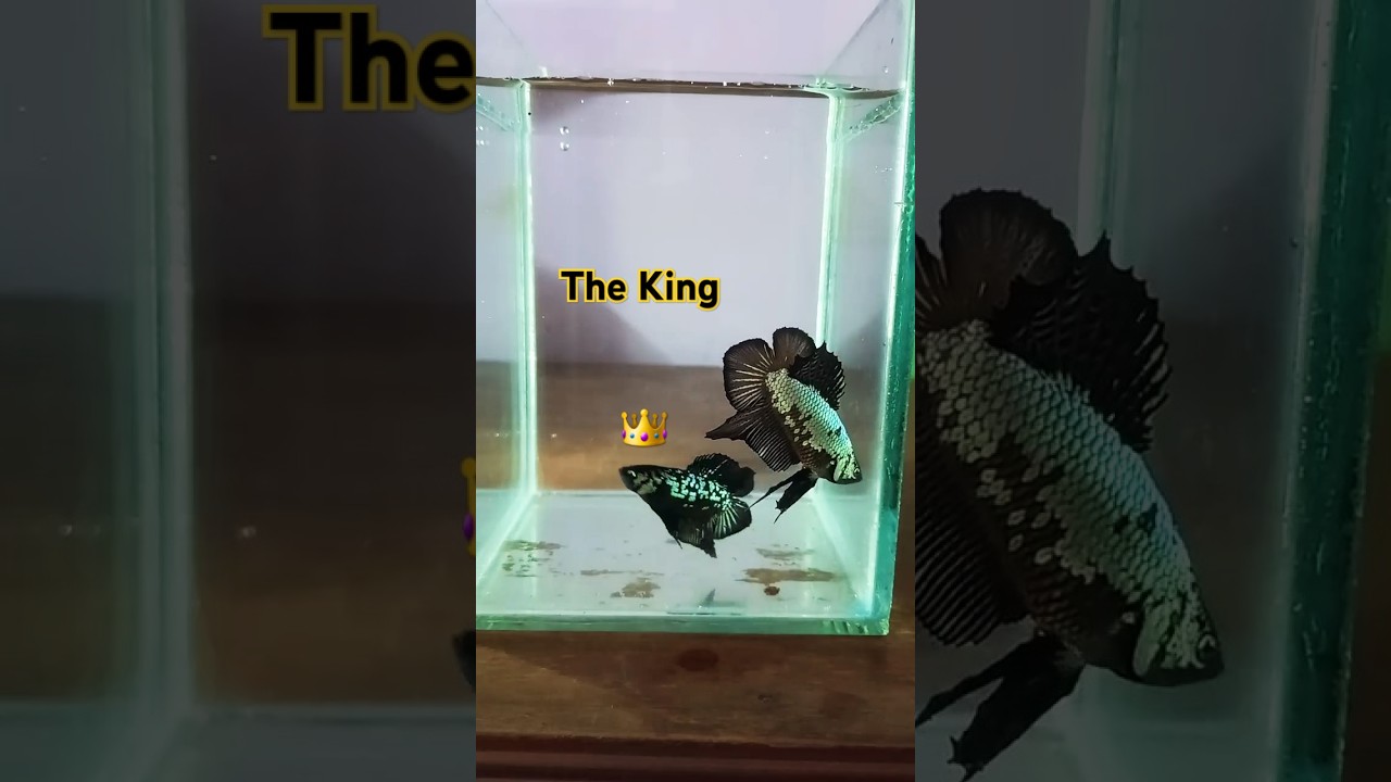 Betta Samurai Mamba Dragon difference explained 😆😆😆