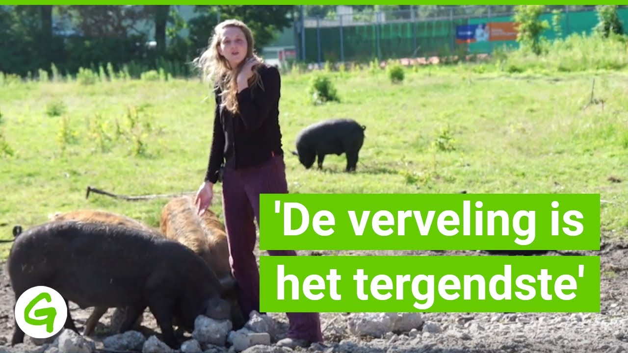 Veearts: minder varkens=blije varkens (en mensen)