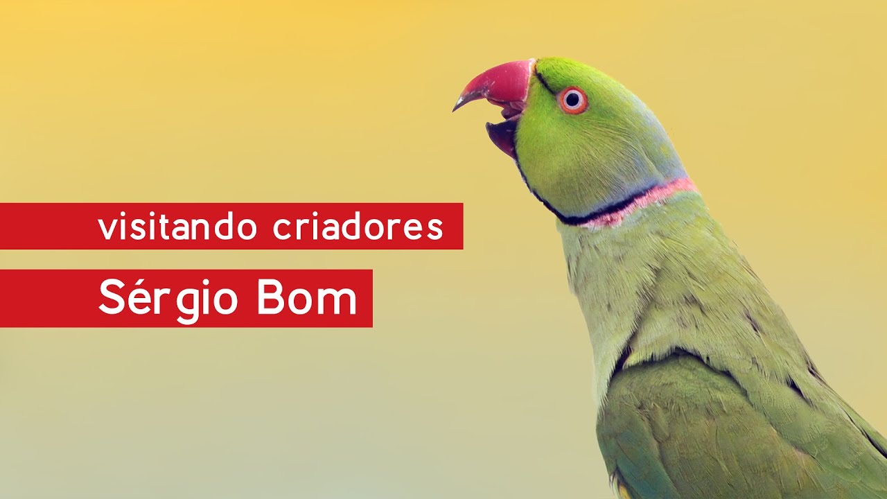Visitando Criadores - Sérgio Bom - Agapornis e Psitacídios - Ringneck, Rosela, Periquito Inglês