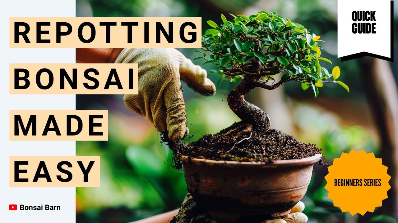&ldquo;Don&rsquo;t Repot Your Bonsai Wrong! Essential Beginner Tips. Bonsai Trees For Beginners.&rdquo;