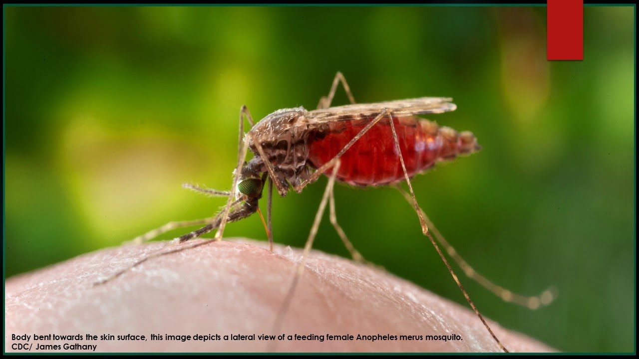 RCOG Guideline The Prevention of Malaria in Pregnancy No. 54a