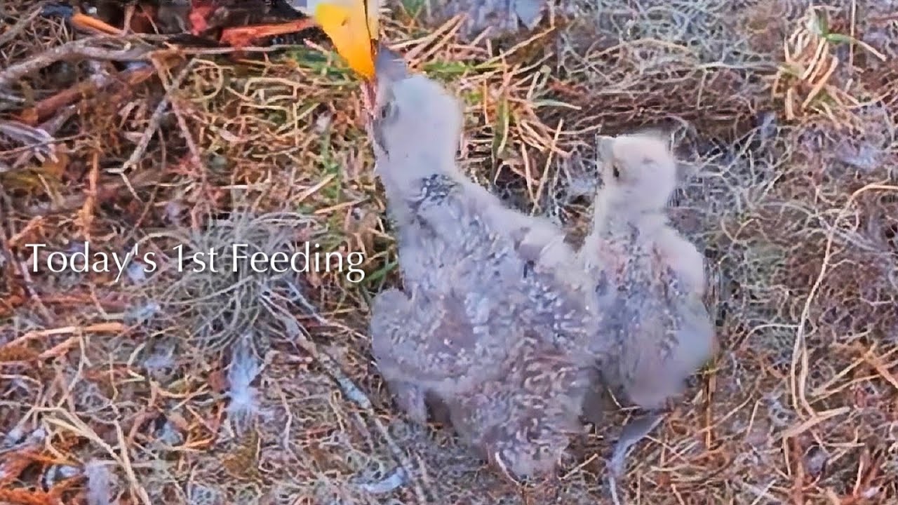 #90🦅🐥18°🐥13°／Winter Park Eagle Nest 2026／Against All Odds:One-Eyed Mom／by Winter Park Eagle Cam