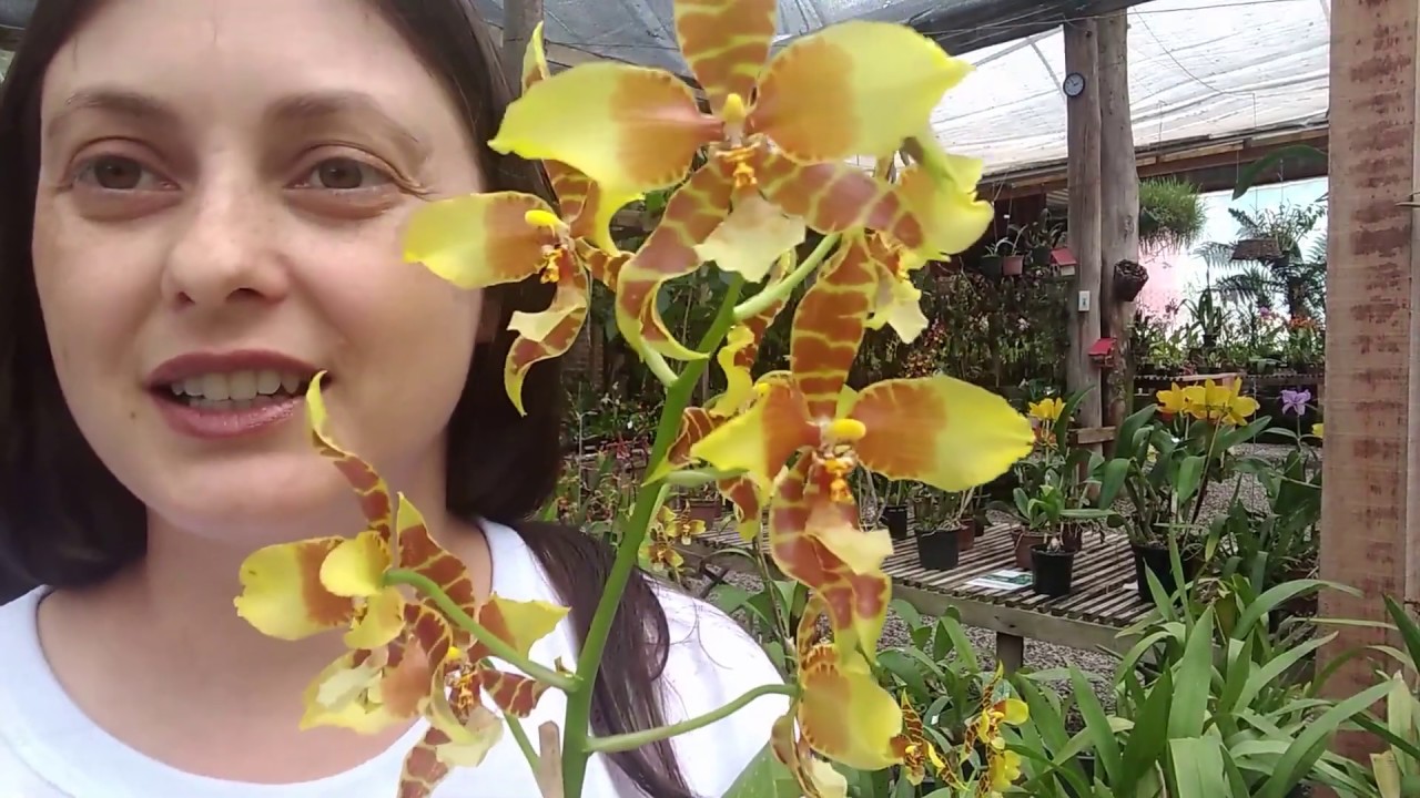 Orquídeas raras:  Rossioglossum williamsianum (Como cultivar) - MARATONA DO ORQUIDÁRIO TRADIÇÃO