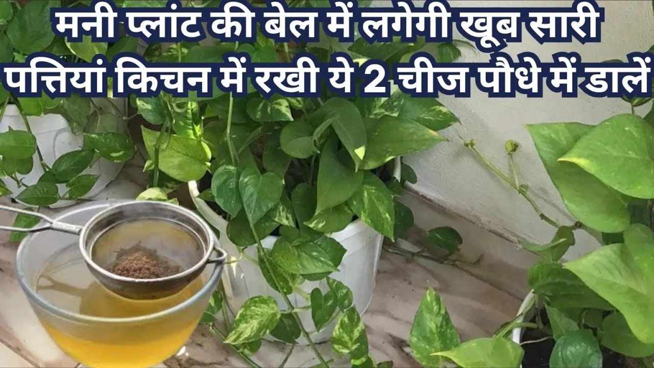 “Grow Money Plant Faster 🌿 | मनी प्लांट की ग्रोथ के 5 जबरदस्त सीक्रेट | Indoor Plant Tips”