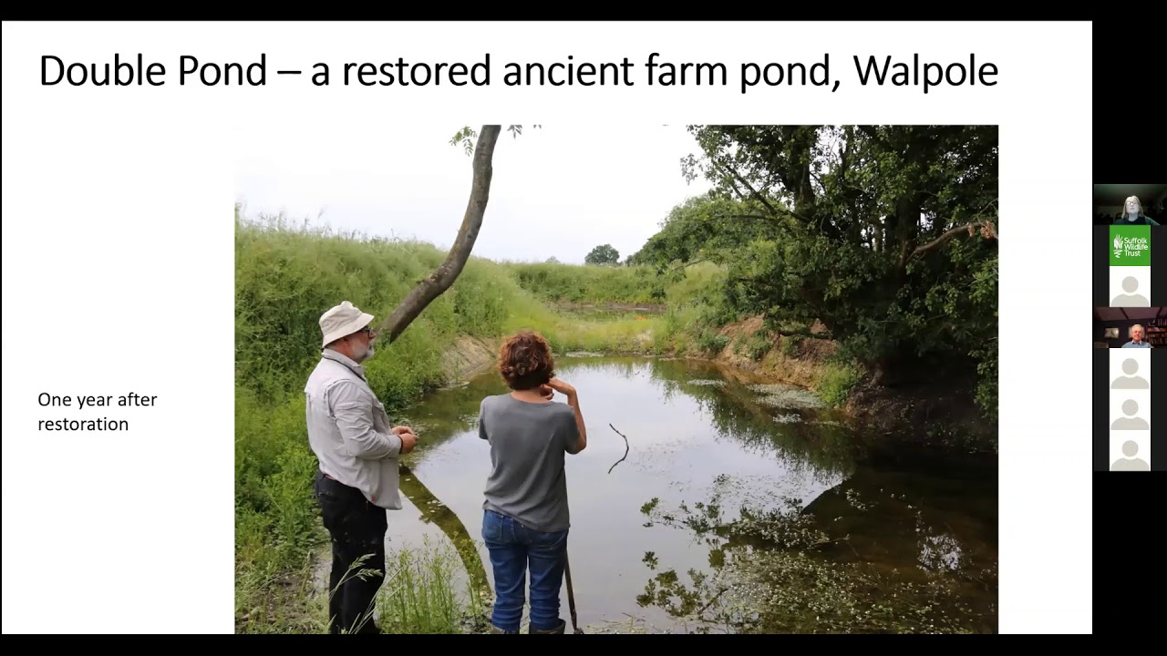 Farmland Ponds   wildlife havens in the landscape