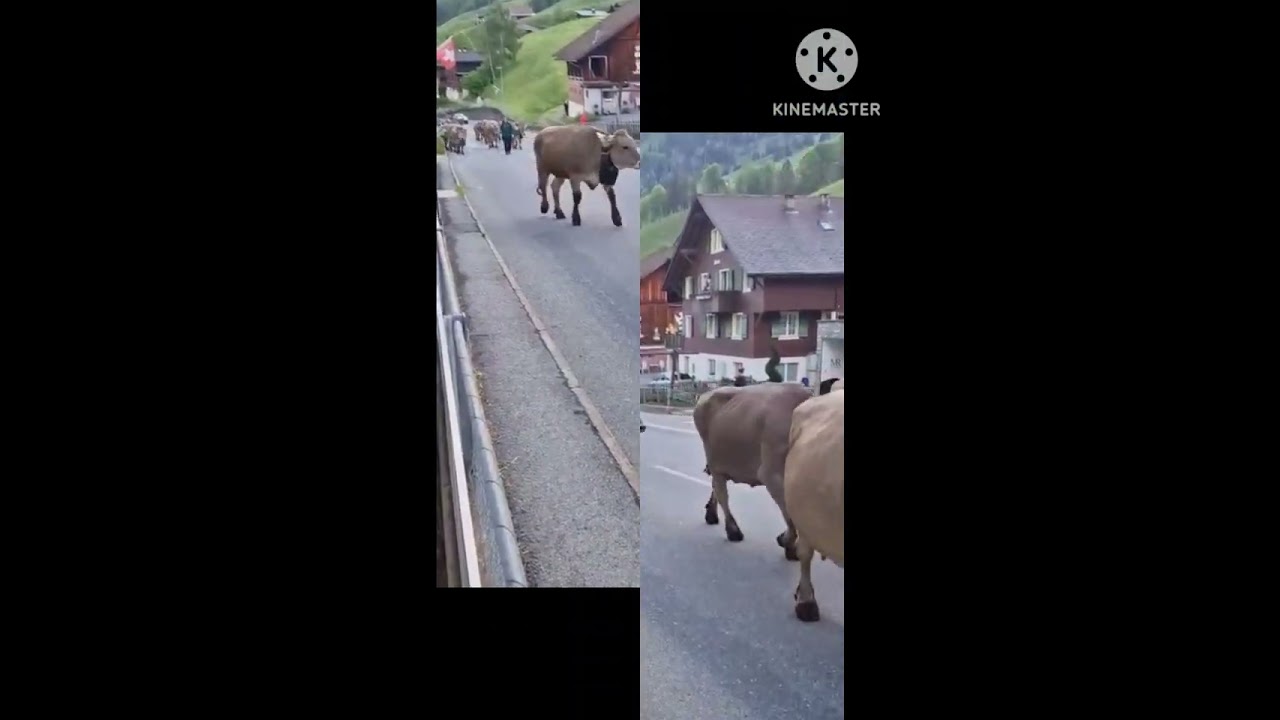 Alpaufzug Melchtal Familie Spichtig-Imfeld