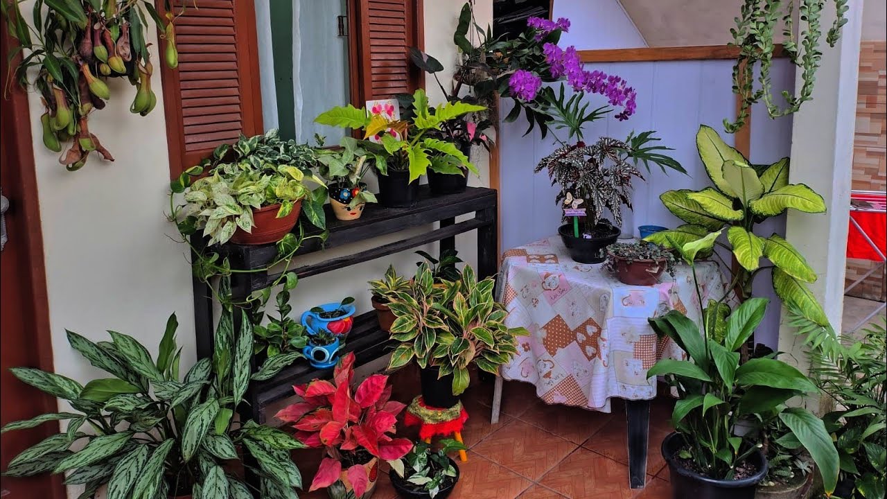 🚨CERCA VIVA ora pro NÒBIS 🚨🌱 CANTINHO NOVO ♥️🌱🍄