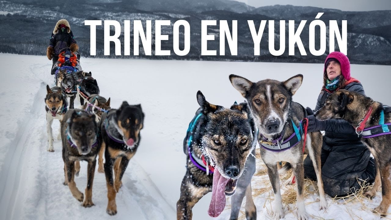 Así es SUBIRTE a un TRINEO de PERROS l Yukón, Canadá