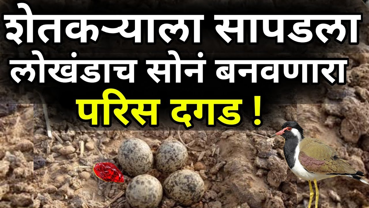 टिटवीच्या अंड्यजवळ लोखंडाच सोन करणारा दगड सापडला|june july pike|havaman andaj|जुन जुलै पिके|new 2023