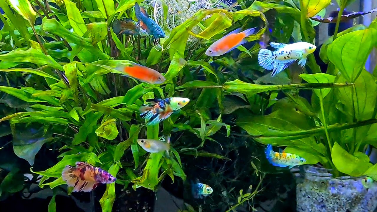 Se bat masculii Betta cu masculii Macropodus? I-am pus împreună!