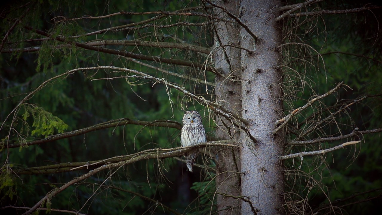 Puštík bělavý (Strix uralensis), Šumava 2017