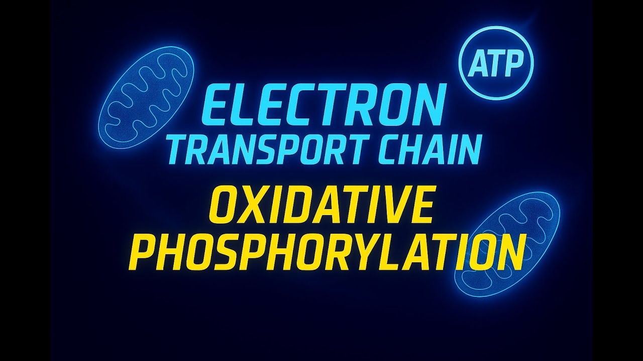 Electron Transport Chain & Oxidative Phosphorylation | ATP Synthesis Explained