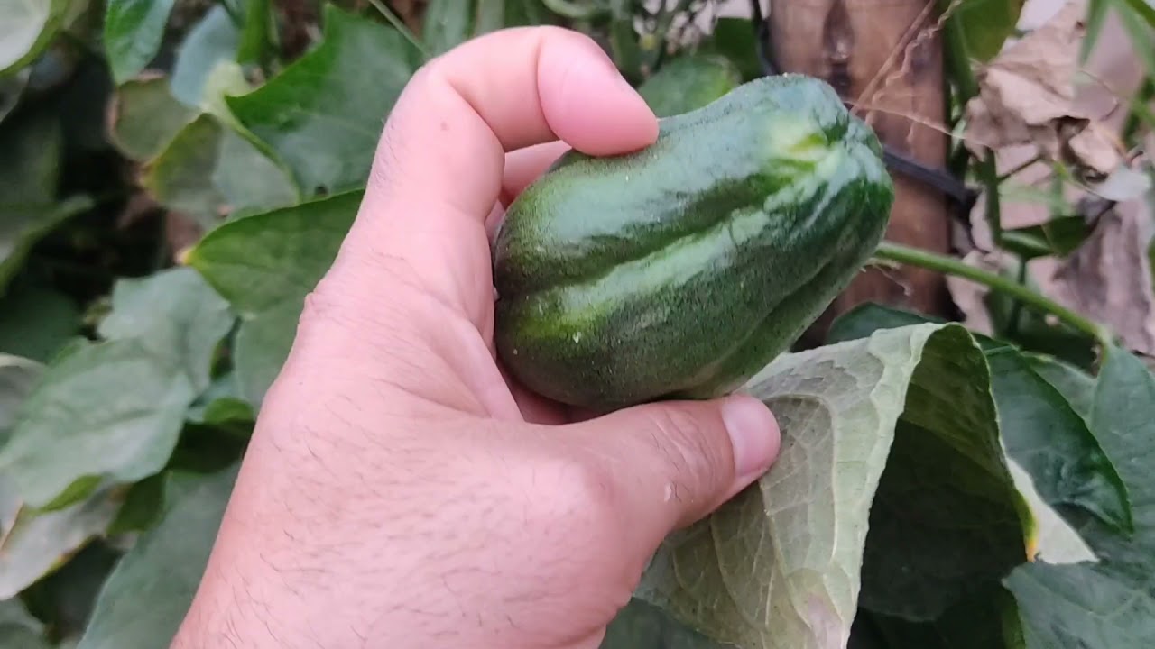 Quanto tempo o pé de chuchu para produzir.