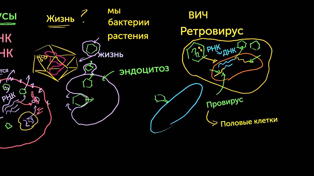 Вирусы