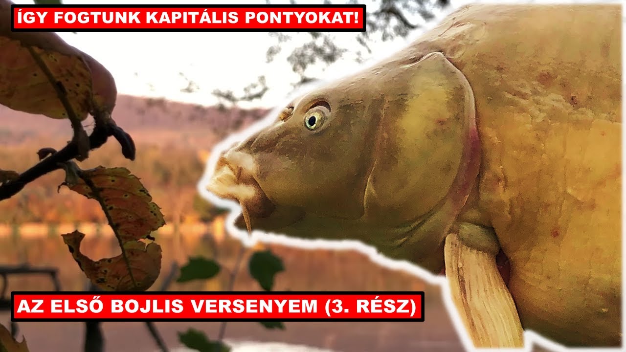 ETETŐHAJÓ VS CSÓNAKOS BEHÚZÁS🚣‍♂️ - AZ ÉV HORGÁSZATA?🤯 - Az első bojlis versenyem🏆 (3. rész)
