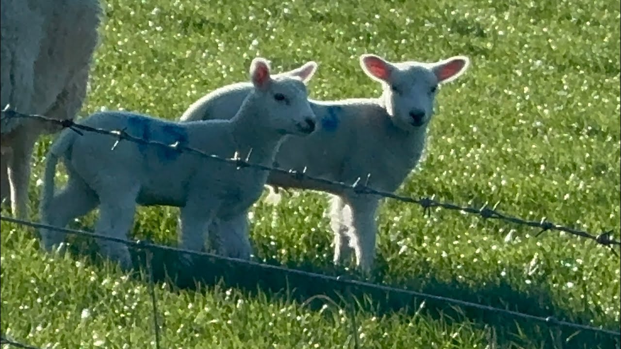 Spring Walk at Maiden Castle