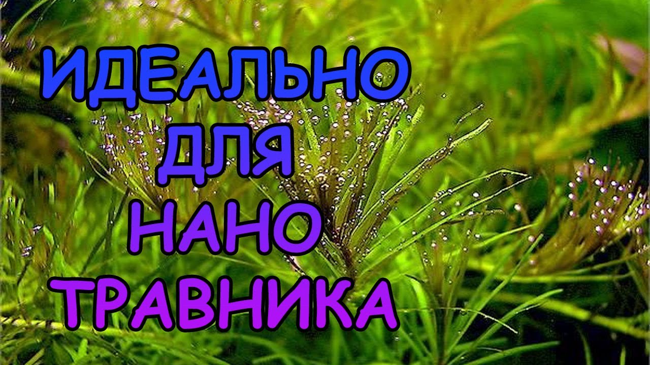 РОТАЛА НАНЬЕНШАН. Rotala sp. Nanjenshan. СЕКРЕТЫ СОДЕРЖАНИЯ В АКВАРИУМЕ