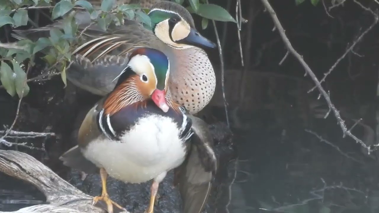 オシドリ　トモエガモ