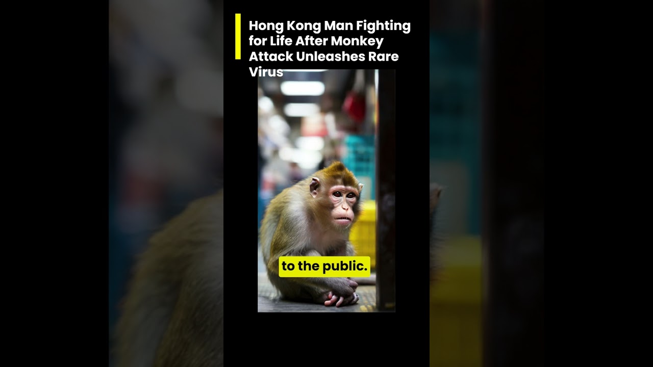 Hong Kong man fighting for life after monkey attack unleashes rare virus #hongkong