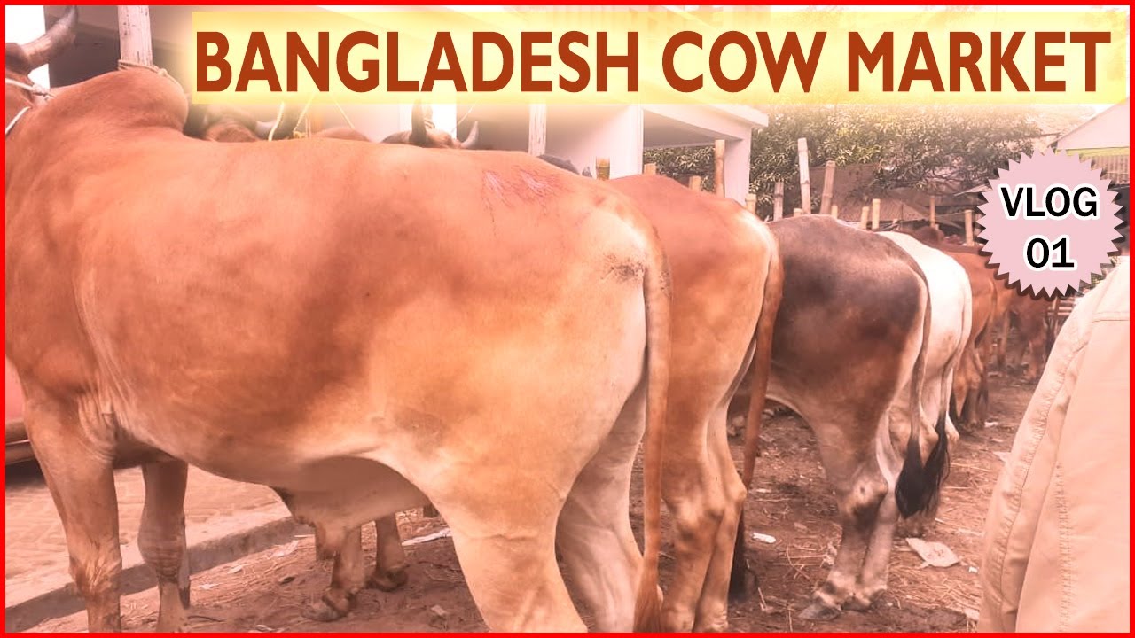 COW MARKET IN BANGLADESH: Cow market vlog #1