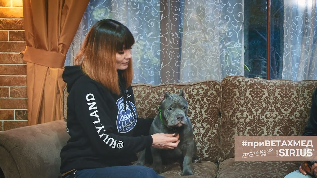 Как выбрать щенка американского булли // #приВЕТАХМЕД