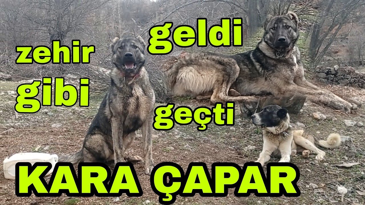 KÖPEĞİM ZEHİR ÖLDÜ MORALİM ÇOK BOZUK Anadolu'da köpek yetiştirmek zor