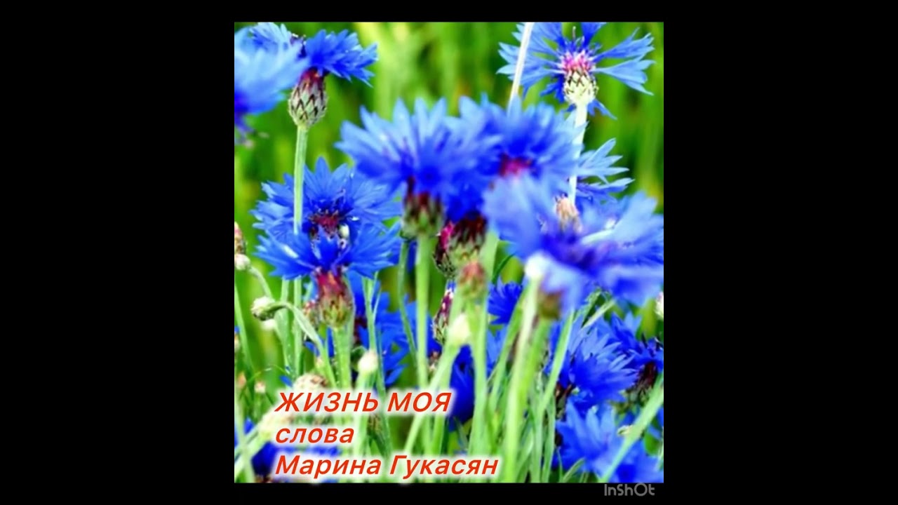 Жизнь моя слова Марины Гукасян 