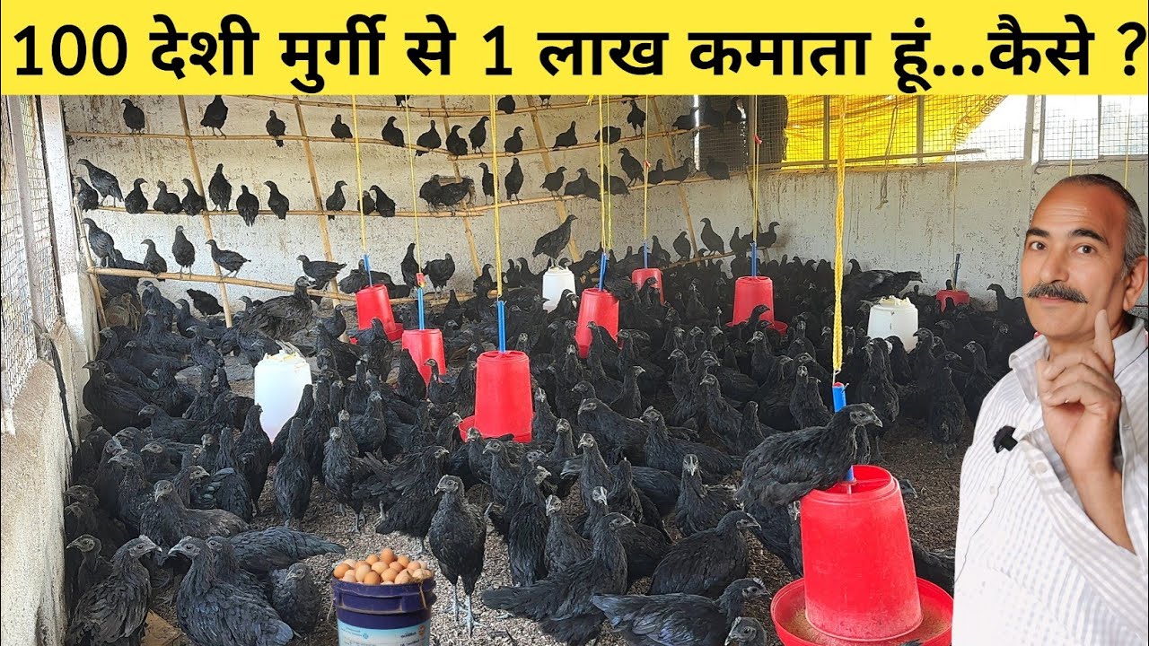 भारत की देशी मुर्गी से घर रहकर कमाता हूं अच्छा Profit | Kadaknath Chicken Farming | Kadaknath Murga