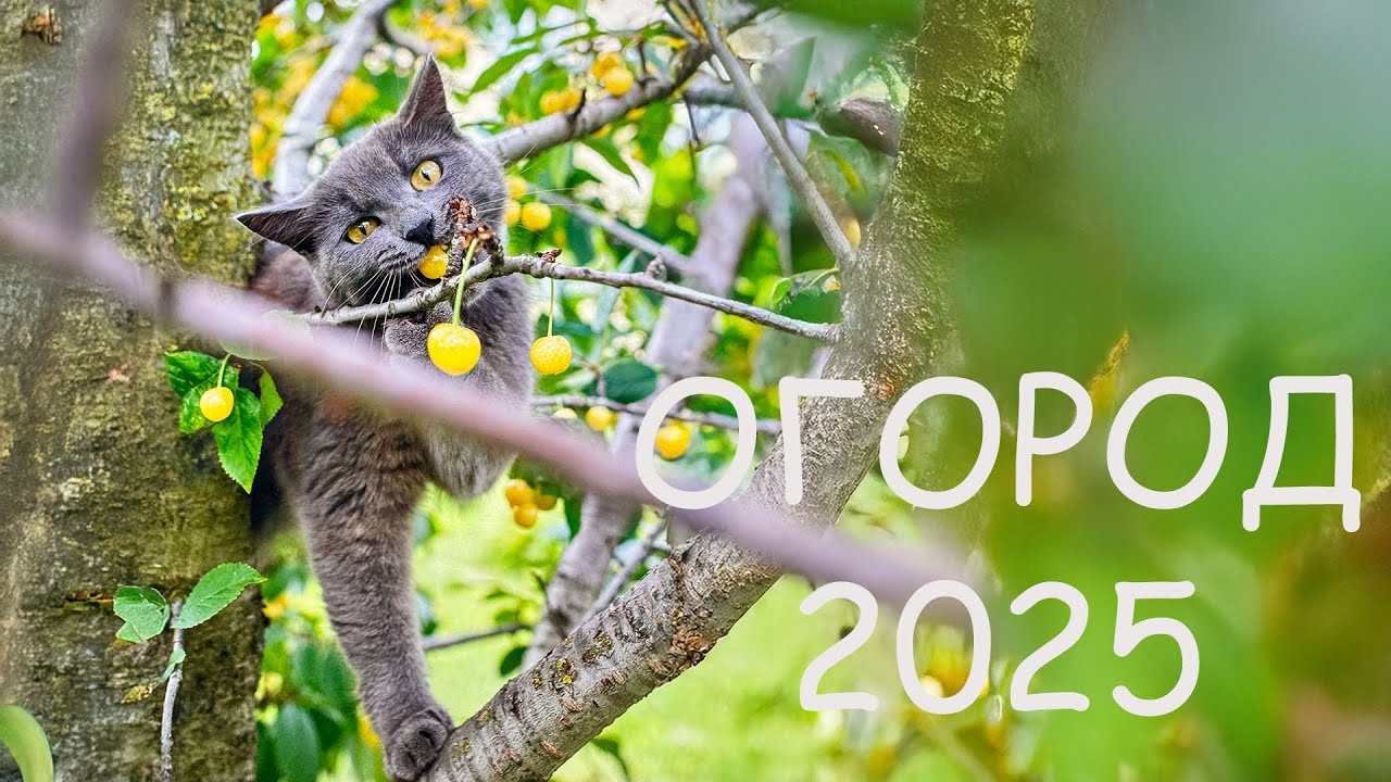 Огород в Липецке 2025