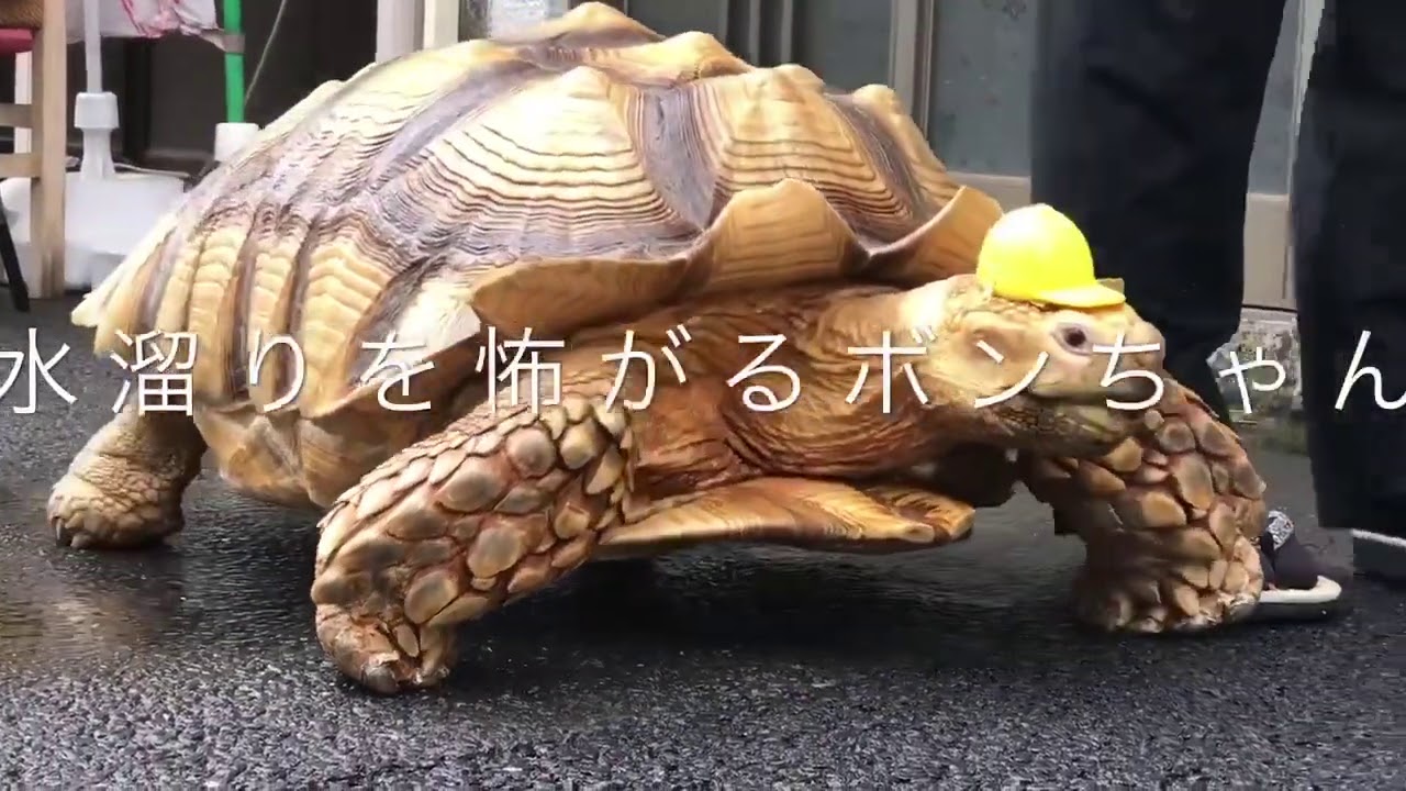 水たまりを怖がるボンちゃん Bon-chan, the tortoise refuses to walk through puddles of water