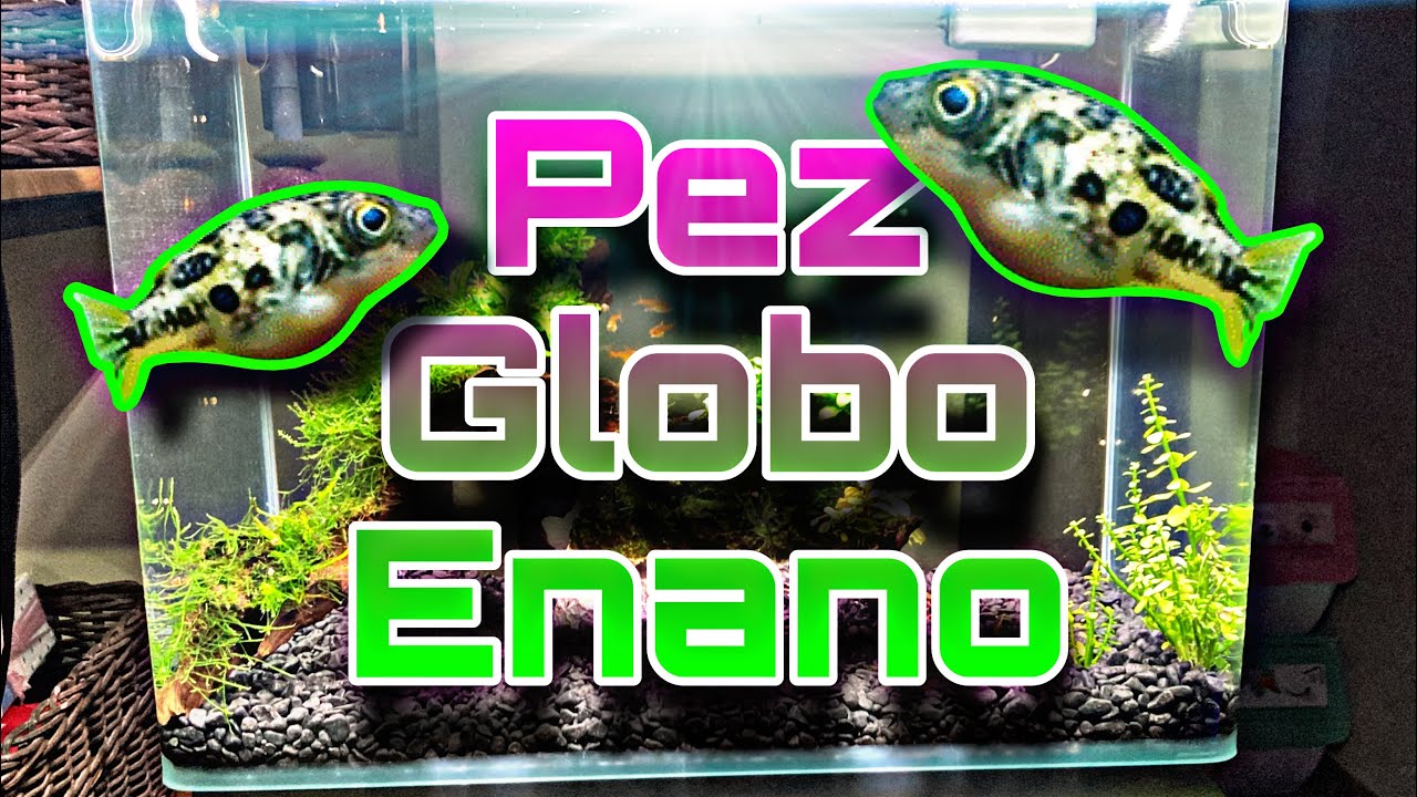 El pez GLOBO 🐡 ENANO! Para agua dulce ! « Carinotetraodon travancoricus » ACUARIOS FA