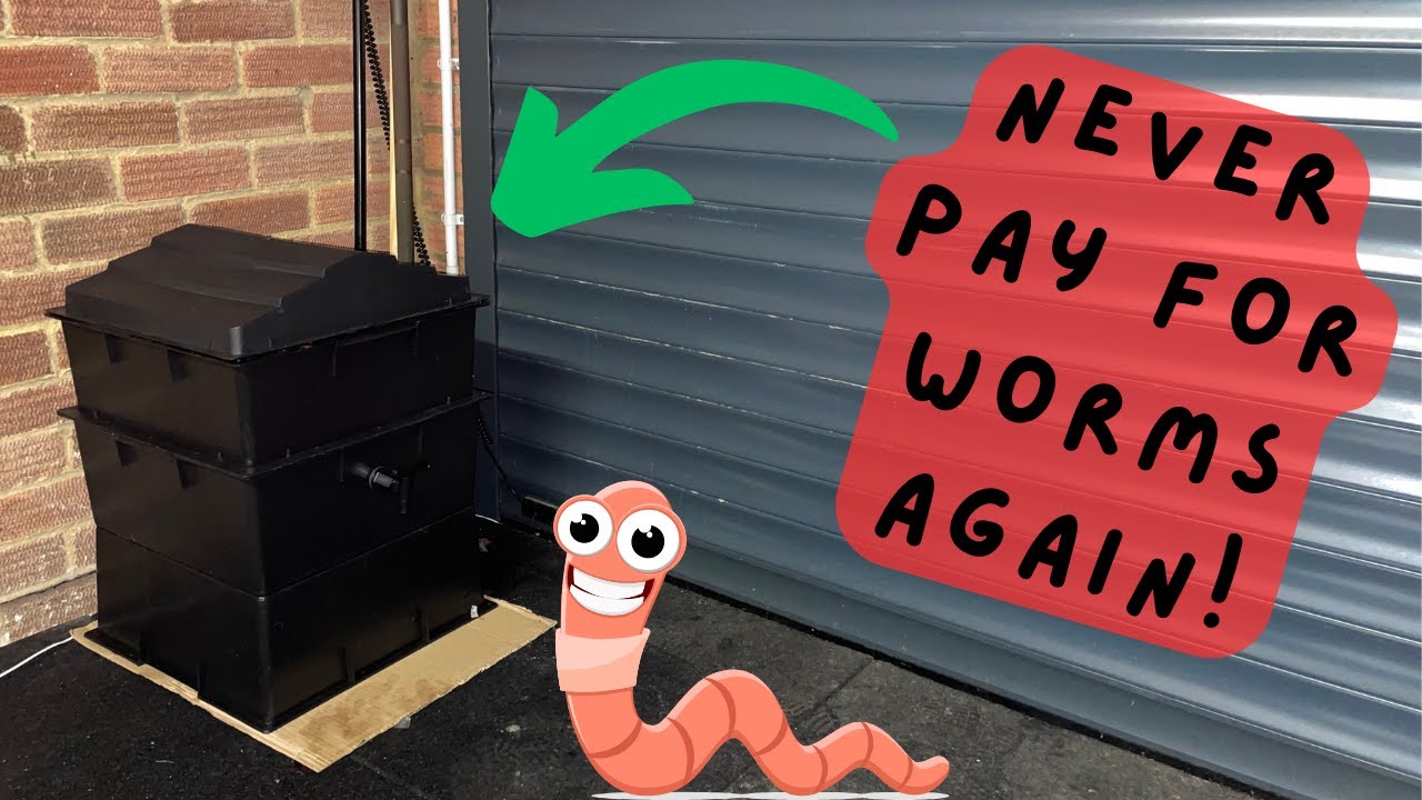 NEVER! Pay For Worms Again! - How to set up a WORMERY! | Winter Carp Fishing | Natural Bait