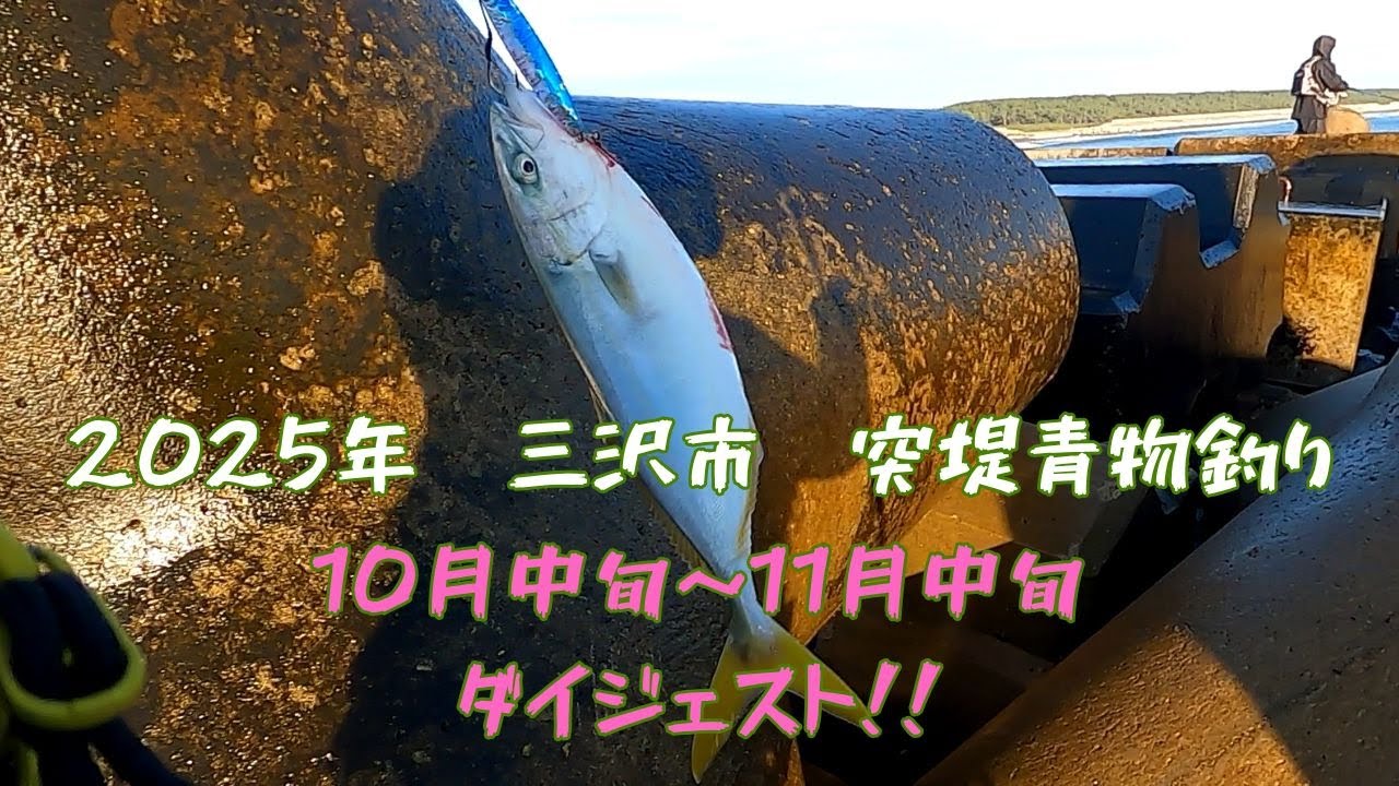 2025年　三沢市　突堤　青物釣り　10月中旬～11月中旬のダイジェスト！