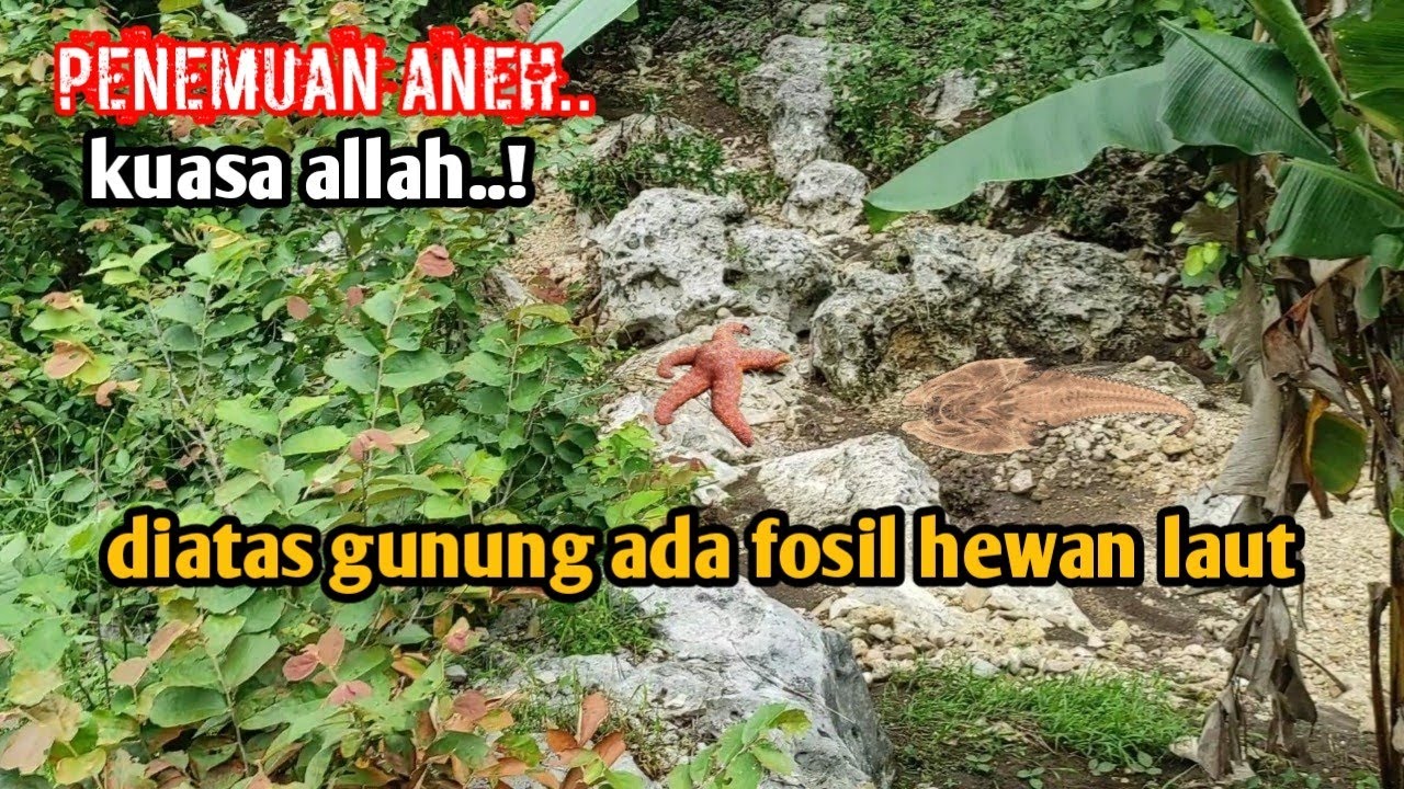 bukti gunung ini dulunya lautan, banyak jenis fosil biota laut berusia jutaan tahun menjadi batu