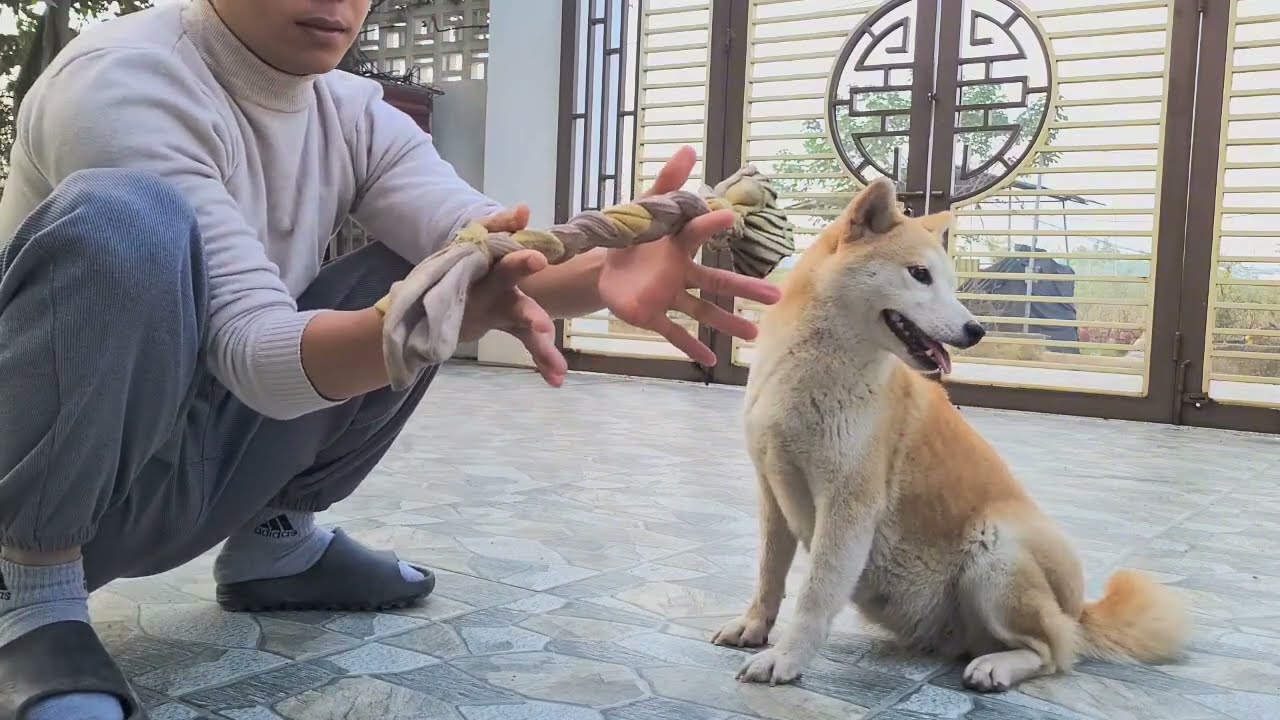 Teach your dog to steal things hướng dẫn chó cắp đồ đơn giản 