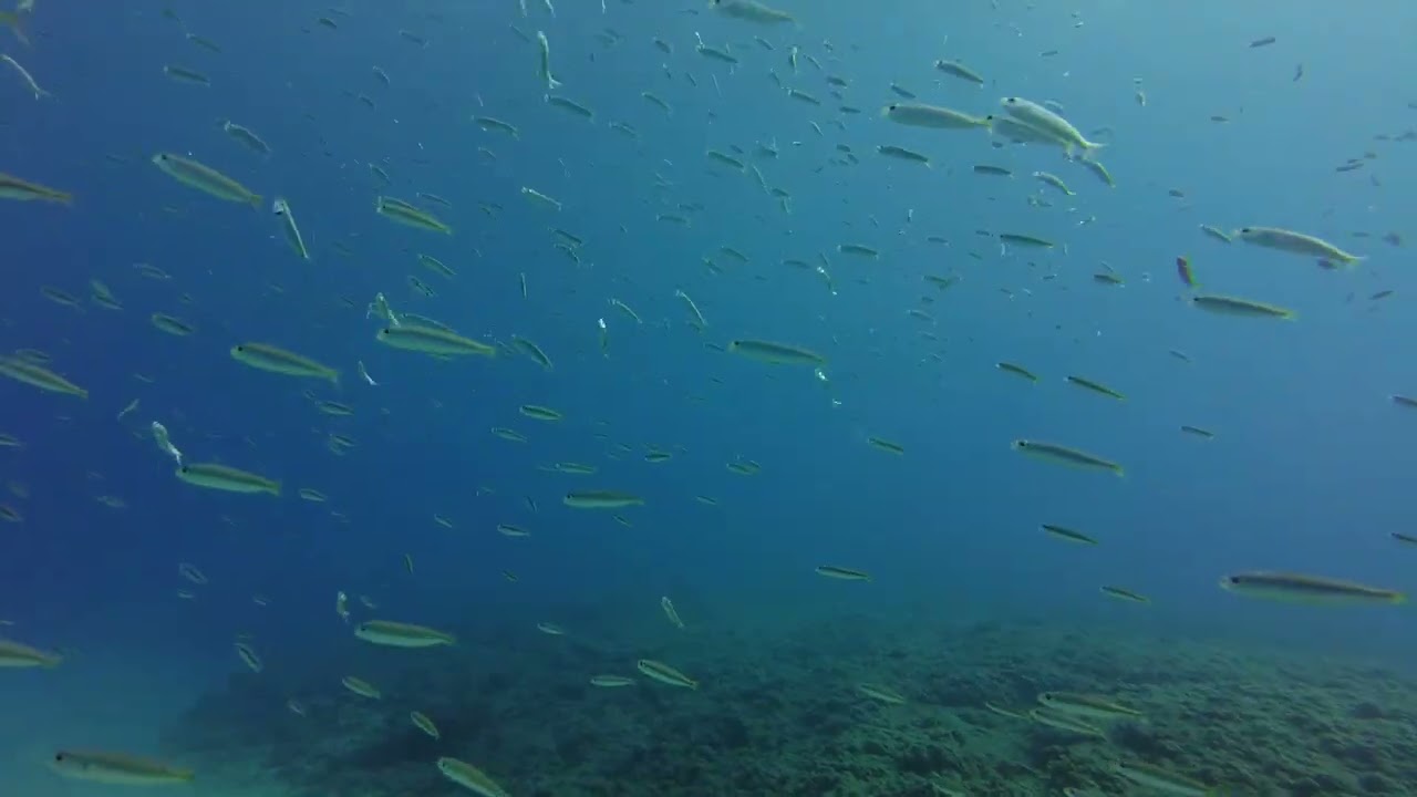 spearfishing israel